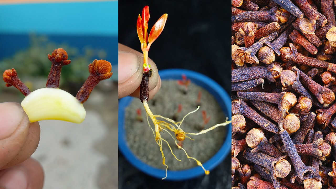 Growing Clove Plants from Clove Seeds With Garlic at home How to grow