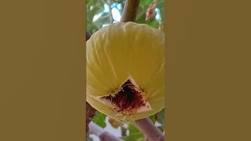 سورة التين بصوت #القارئ #عبدالباسط_عبدالصمد تلاوة خاشعة تأخذك بعيدا أرح قلبك ❤️ #قرآن