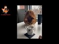 Приколы с котами! С ОЗВУЧКОЙ! Короткое 3
