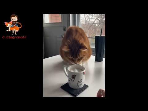 Приколы с котами! С ОЗВУЧКОЙ! Короткое 3