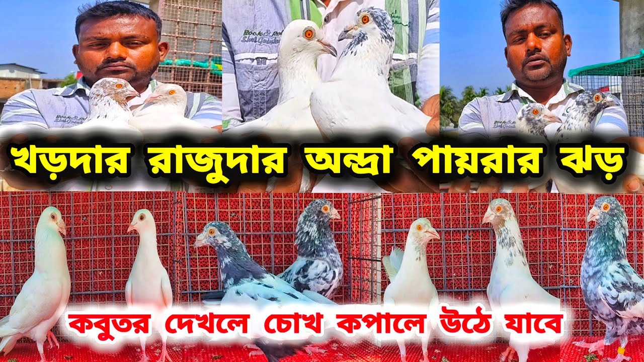 বসন্তের আকাশে অন্দ্রা পায়রার ঝড়।রাজু দার অন্দ্রা পায়রা বিক্রয়।ANDHRA KABUTOR।@pigeonsloverrj9600