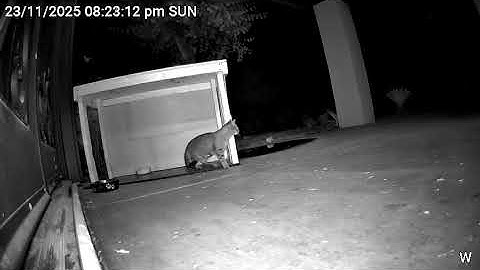 Nursing female cat is trying to eat while neighbors shoot at door and hacker uses camera to scare