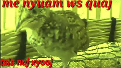 suab me nyuam ws quaj cuab tuaj zoo 100%