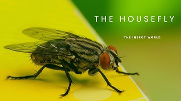 What Everyone Needs To Know About Common Houseflies.  #insects