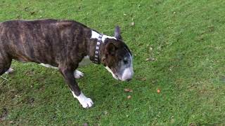 English Bull Terrier Tank Enjoying His Carrot.