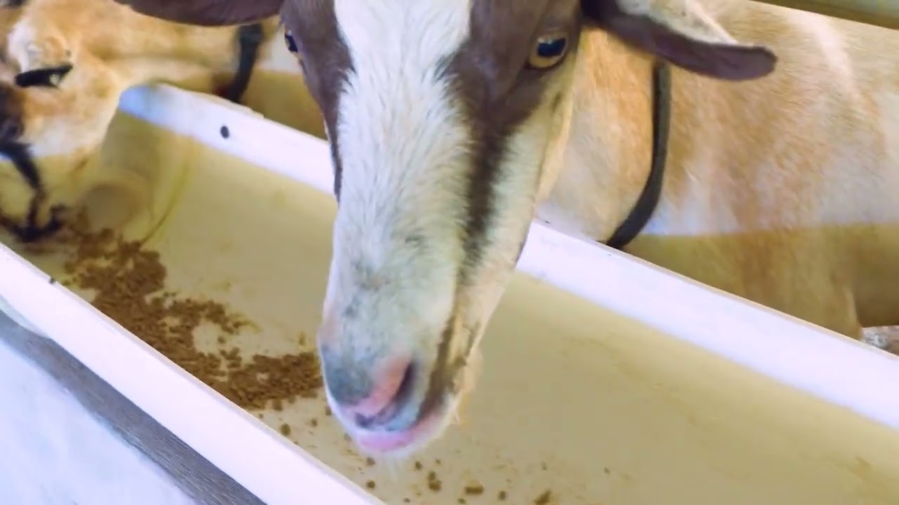 Genética Caruao. Estado La Guaira, Venezuela. Socio Asocabra.