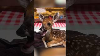 Weak Baby Deer Gets New Life