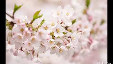 تلاوة رائعة -سورة القارعة -القارى الشيخ عبدالباسط عبدالصمد رحمه الله