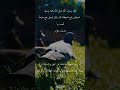 شيطان يتبع شيطانة قال ذلك لرجل يتبع حمامة للعب بها