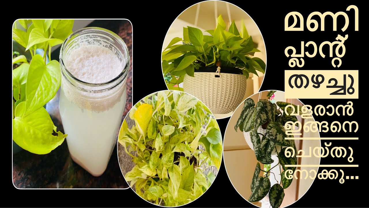 tips-to-grow-money-plant-faster
