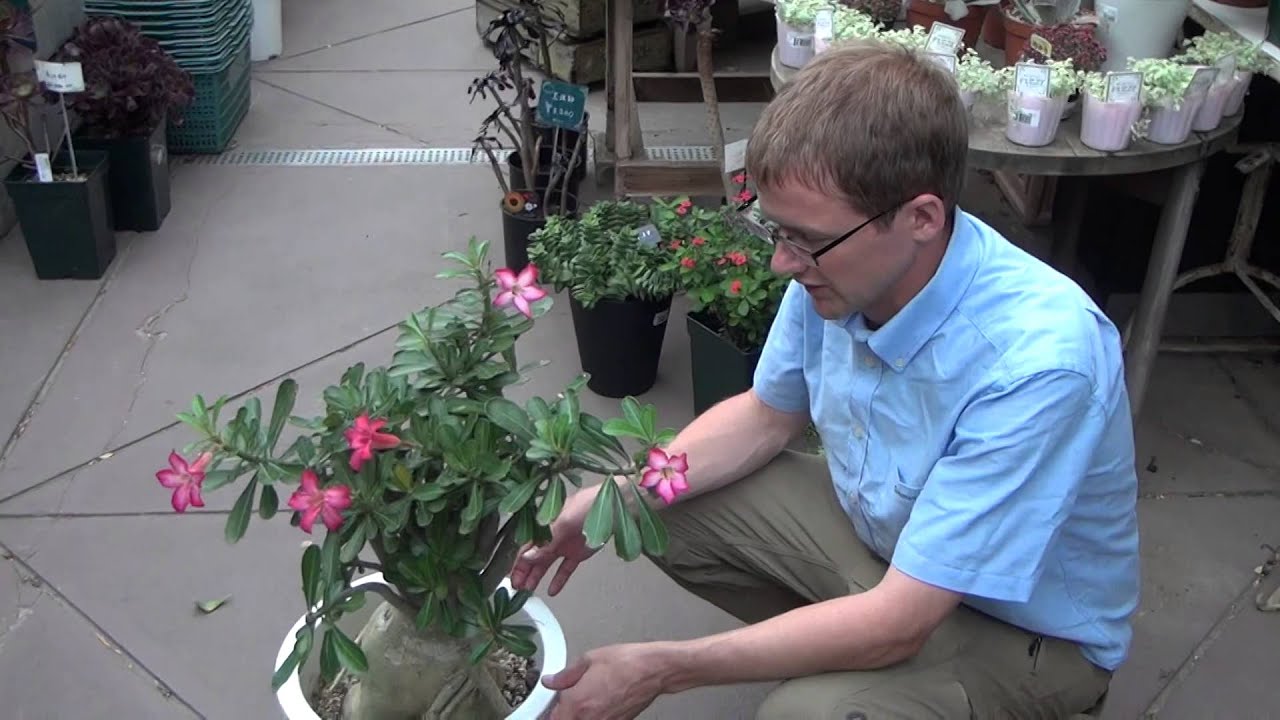 How to Grow and Care Adenium 