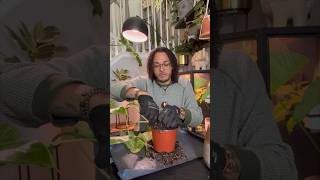 Rescuing my alocasia because this plant is extra special to me #plants #planttips #rescue