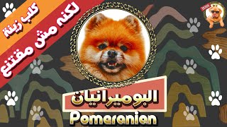 كلب البوميرانيان | ليه الكلب ده موضة؟ | مواصفات و مميزات و عيوب كلاب بومرينيان | Pomeranian Dog