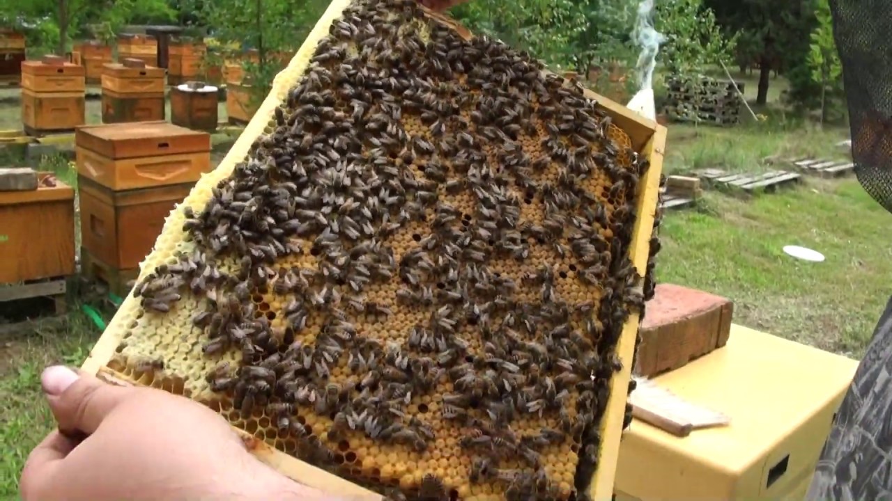 Reproduktorki Sklenar od Schleininga miesiąc po wykonaniu pakietu