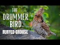 The ruffed grouse  drummer bird
