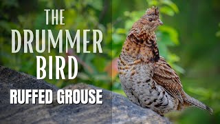 The Ruffed Grouse | Drummer Bird screenshot 5