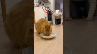 😹🤣‼️Orange Cat vs. Human-Cat Prank (Epic Fail)