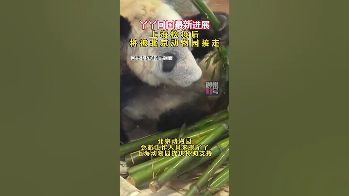 丫丫回国最新进展：上海检疫后将被北京动物园接走#大熊猫丫丫 #一起等熊猫丫丫回家 - 天天要闻