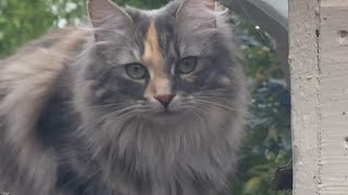 Smuki the Beautiful Cat: A Day in Life