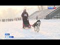 В Абакане впервые прошли гонки на собачьих упряжках