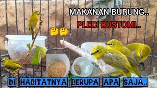 MAKANAN BURUNG PLECI BUSTOMI DI HABITATNYA..!!🐦🐦🤔🤔2025