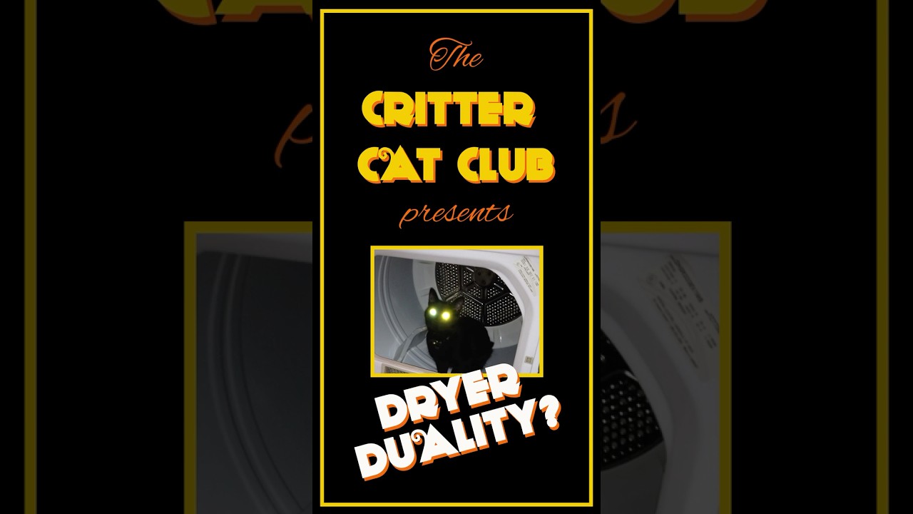 Critter Cat Club - Dryer Duality #funnycatvideo #catshorts #cat #funnycat