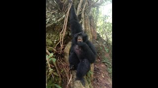 HOKI.!! Kelompok SIAMANG (Kera Hitam) Penghuni Pegunungan Parapat Turun Gunung sampai Kepenangkaran.