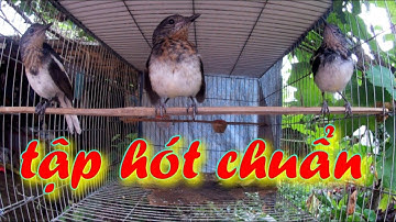 Chòe than non tập hót cực đỉnh | chim pt