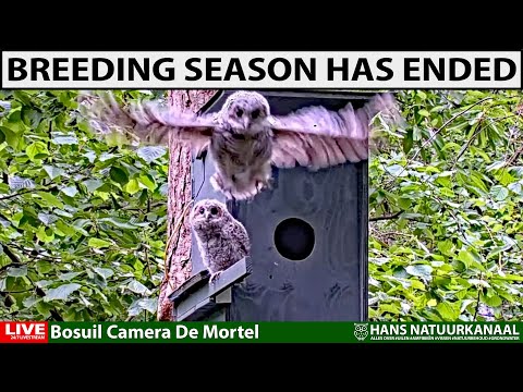 24/7 LIVE BREEDING TAWNY OWL with 2 CHICKS - Bosuil Outdoor Camera De Mortel (Tawny Owl Camera)