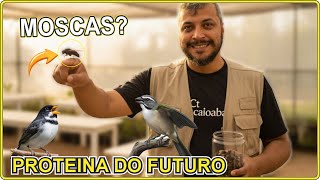 Moscas na Dieta? O Resultado Vai te Surpreender!