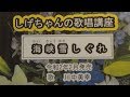 {海峡雪しぐれ」しげちゃんの歌唱レッスン講座 / 川中美幸・令和2年2月発売発