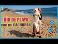 🌅DÍA de PLAYA con mi CACHORRO SAMOYEDO🌊Mi perro es un EXAGERADO🤣