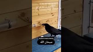 "The Crow’s Warning to Humanity: Listen to Allah’s Signs 🖤 #IslamicGuidance #QuranicTeachings"