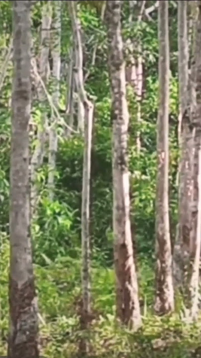 Hama Babihutan Merajalela#babifreitas