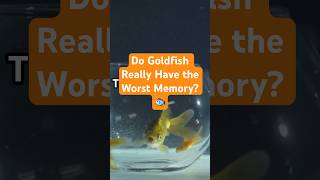 Celebrity Do Goldfish Really Have the Worst Memory? π Net Worth