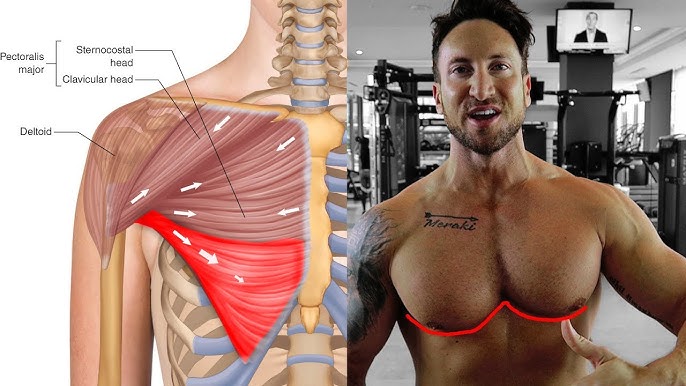 These 5 Hacks Will Build Your Lower Chest 