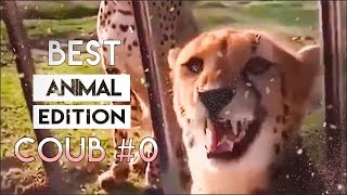 BEST COUB #0 / ANIMAL EDITION COUB (2019)