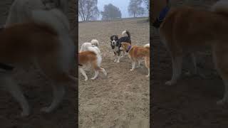 Akiyama 7 months - how Akitas have fun by Marc Druten 532 views 5 months ago 3 minutes, 2 seconds