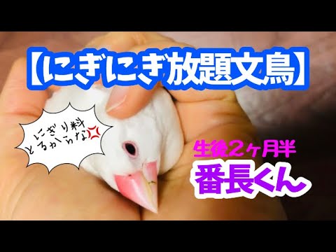 【白文鳥】しつこくニギニギww
