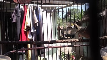 KICAU BURUNG PRENJAK GACOR MENTAL BAJA UNTUK PANCINGAN
