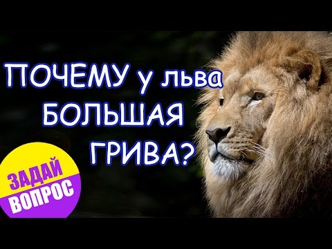 Почему у льва большая грива? ❤ Задай вопрос