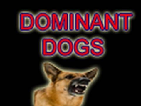 DOMINANCE DEBUNKED- The Myths & Realities of Training Dogs