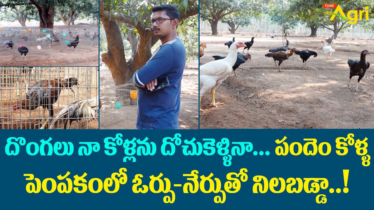 Pandem Kollu | దొంగలు నా కోళ్లను దోచుకెళ్ళినా, పందెం కోళ్ల పెంపకంలో ఓర్పు-నేర్పుతో నిలబడ్డా ToneAgri
