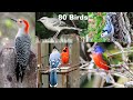 Identify Your Backyard Birds