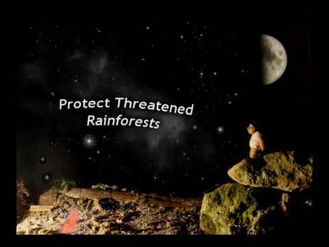 Rainforest Concern Advert