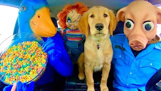 Rubber ducky Surprises Puppy &amp; Police Pig With Car Ride Chase!