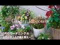 【ガーデニング】10月のお花の様子＆お手入れ🌼PWアリッサム挿し芽や植え替え🌱【花パトロール】