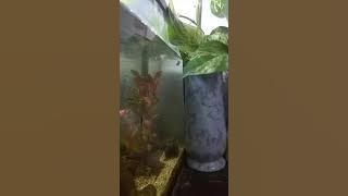 Nyanyi lagu Muara kasih Bunda tanpa musik..Cover lagu Erie Susan..