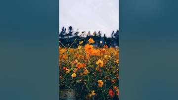 سورة عبس      ( القارئ وديع اليمنى ) -(Wadee Al Yemeni) Al-Abs   Surah