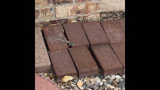 New Mexico whiptail video